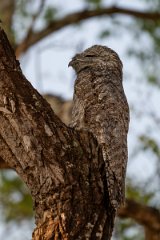 DPPhotography - Pantanal - Great potoo - C