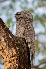 DPPhotography - Pantanal - Great potoo - D