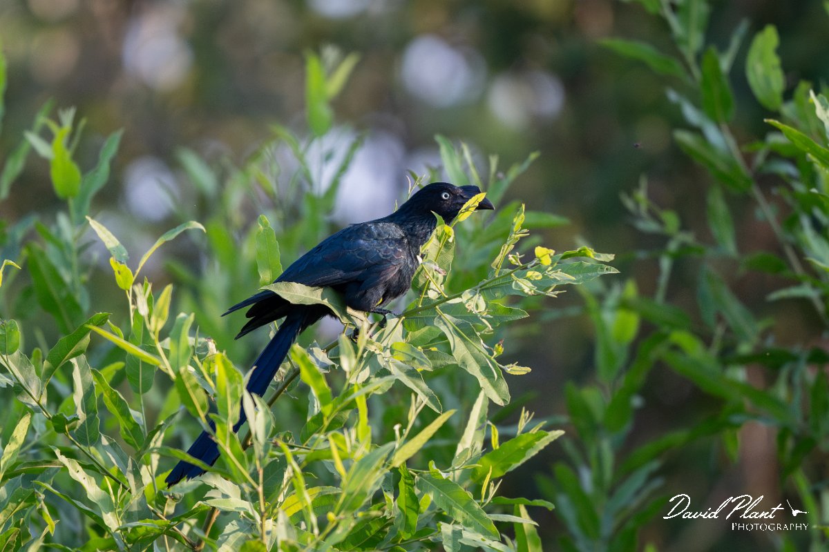 DPPhotography - Pantanal - Great ani - A.jpg - Great ani - Rio Piquiri, Pantanal, Brazil