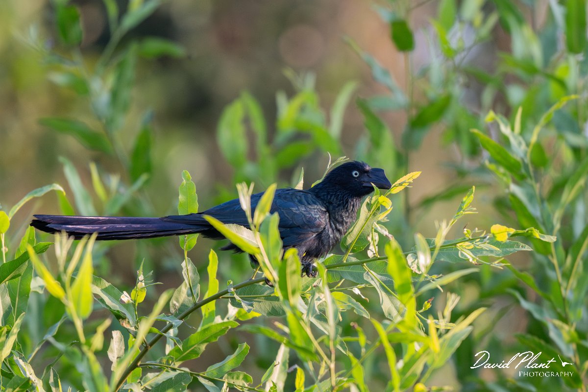 DPPhotography - Pantanal - Great ani - B.jpg - Great ani - Rio Piquiri, Pantanal, Brazil