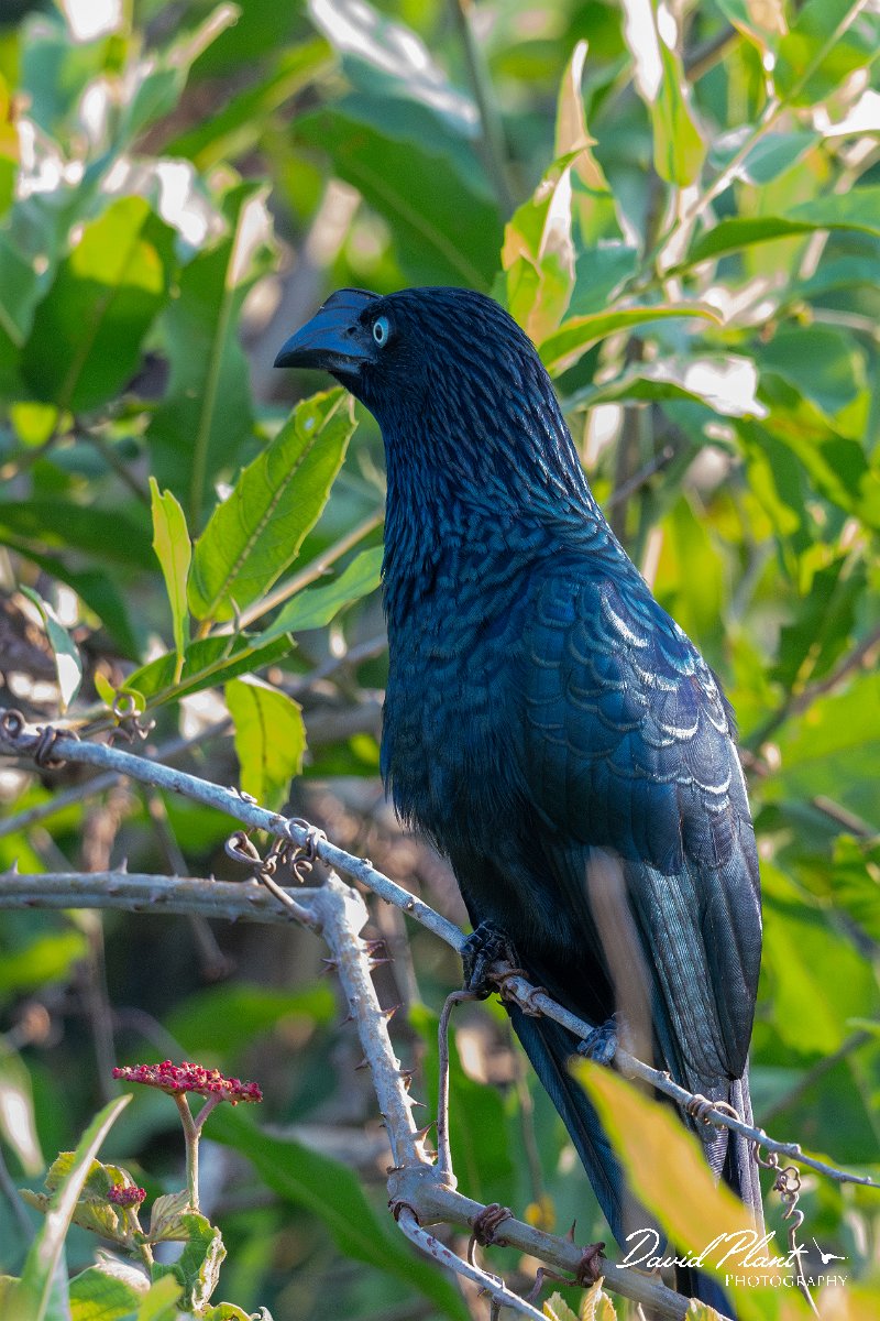 DPPhotography - Pantanal - Great ani - C.jpg - Great ani - Rio Piquiri, Pantanal, Brazil