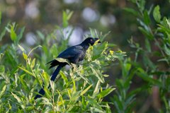 DPPhotography - Pantanal - Great ani - A