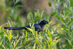 DPPhotography - Pantanal - Great ani - B