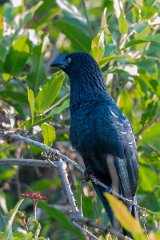 DPPhotography - Pantanal - Great ani - C