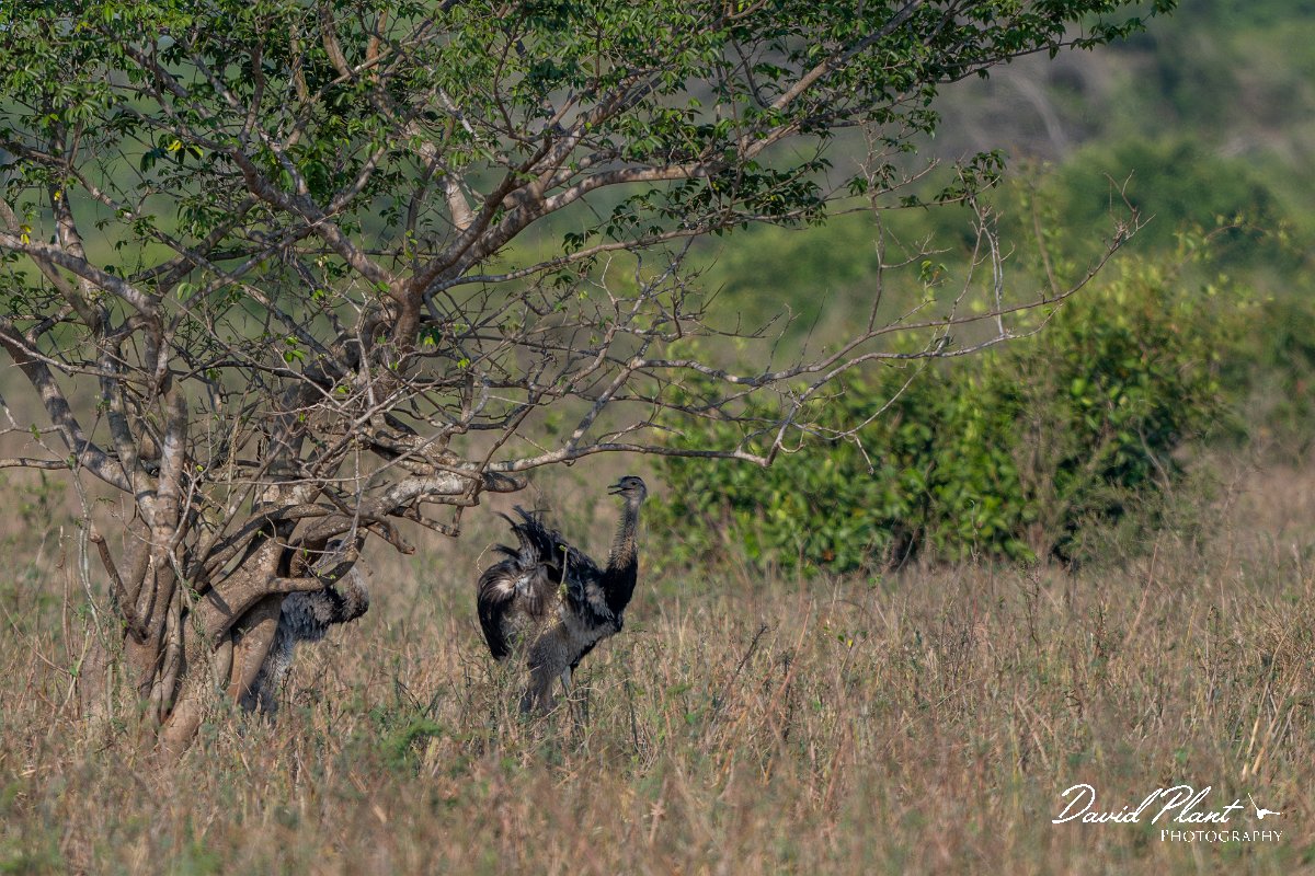 DPPhotography - Pantanal - Greater rhea - A.jpg - Greater rhea - Transpantaneira, Brazil