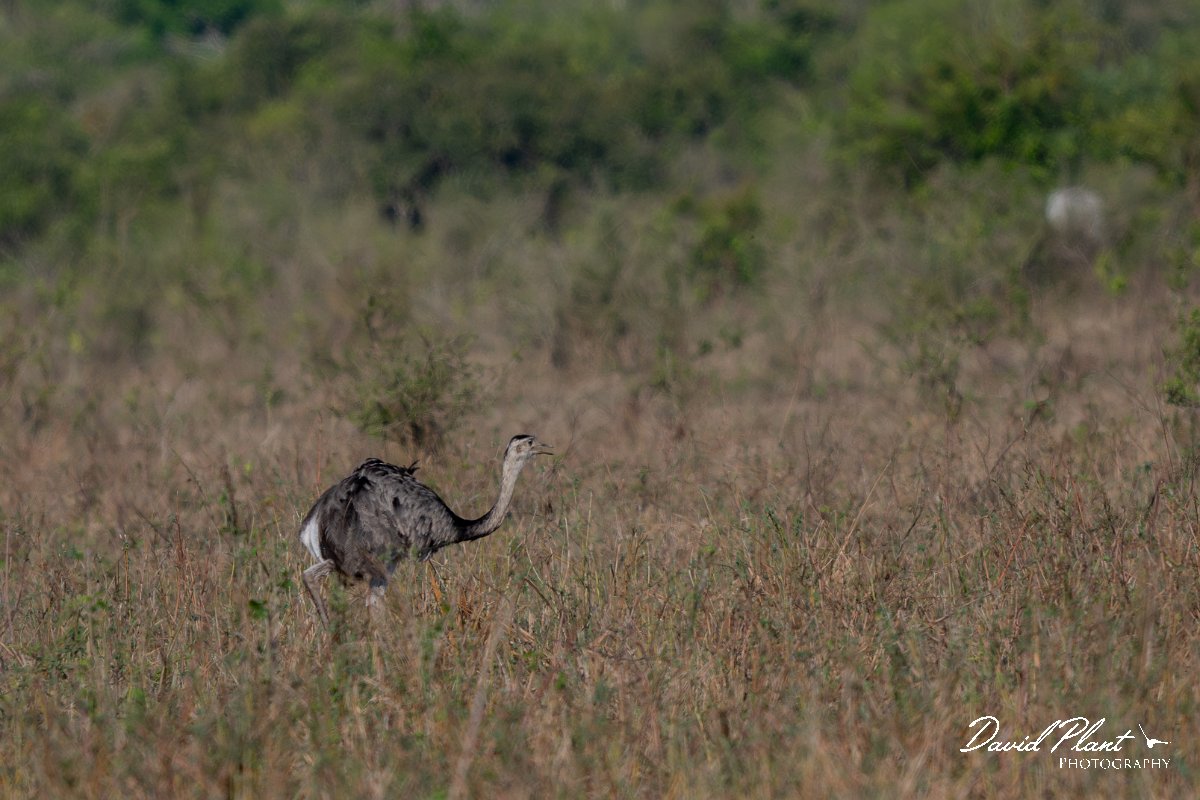 DPPhotography - Pantanal - Greater rhea - B.jpg - Greater rhea - Transpantaneira, Brazil