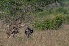 DPPhotography - Pantanal - Greater rhea - A