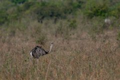 DPPhotography - Pantanal - Greater rhea - B