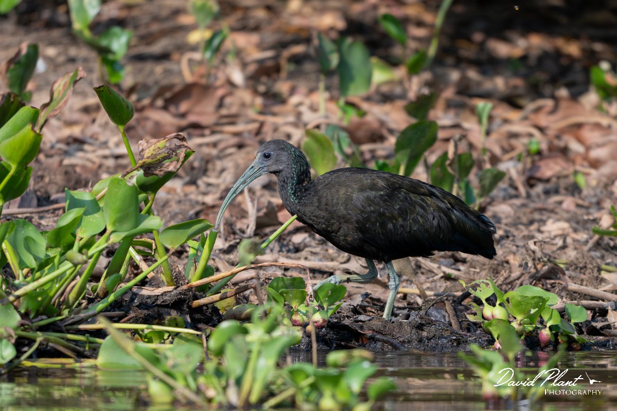DPPhotography - Pantanal - Green ibis - A.jpg - Green ibis - Rio Sararé, Pantanal, Brazil