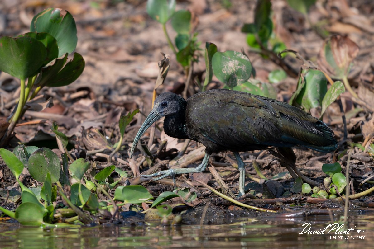 DPPhotography - Pantanal - Green ibis - B.jpg - Green ibis - Rio Sararé, Pantanal, Brazil