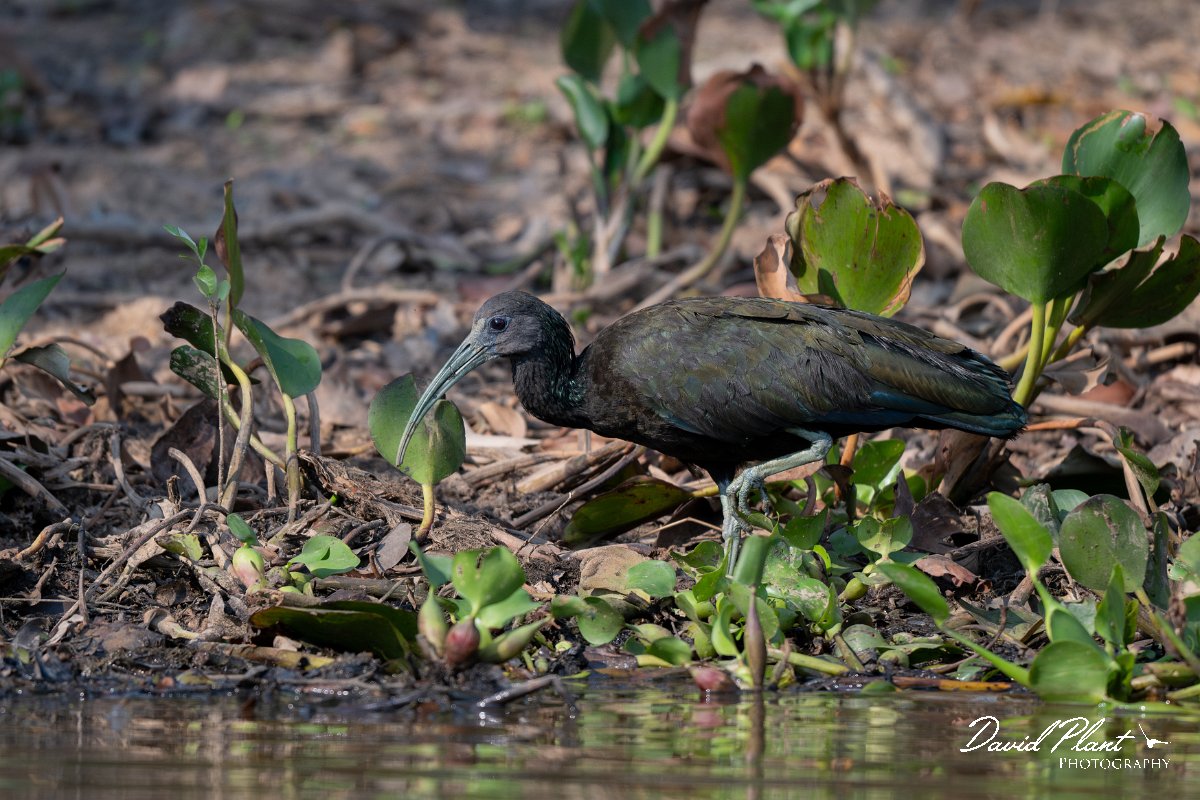 DPPhotography - Pantanal - Green ibis - D.jpg - Green ibis - Rio Sararé, Pantanal, Brazil