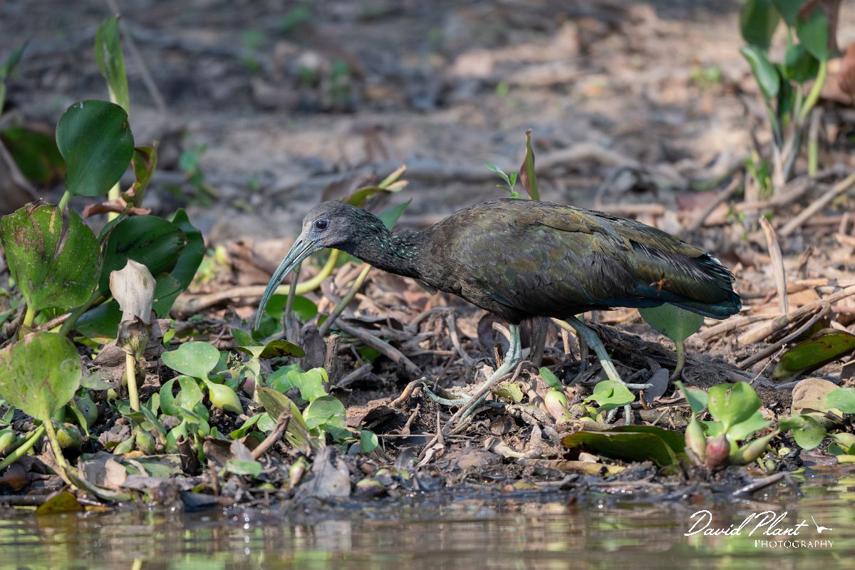 DPPhotography - Pantanal - Green ibis - E.jpg - Green ibis - Rio Sararé, Pantanal, Brazil