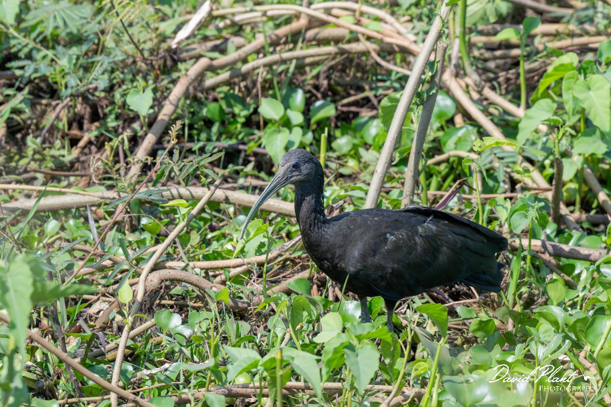 DPPhotography - Pantanal - Green ibis - F.jpg - Green ibis - Transpantaneira, Brazil