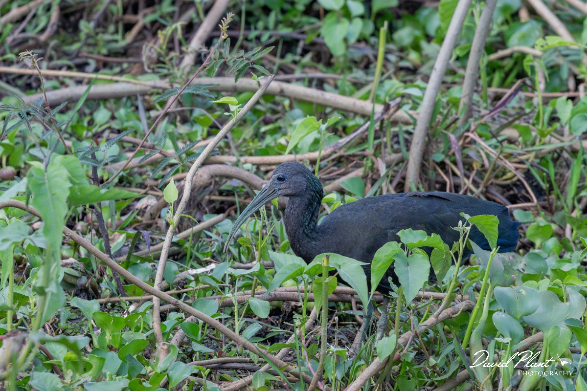 DPPhotography - Pantanal - Green ibis - G.jpg - Green ibis - Transpantaneira, Brazil