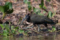 DPPhotography - Pantanal - Green ibis - B