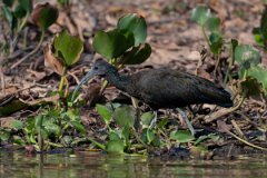 DPPhotography - Pantanal - Green ibis - C