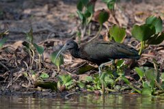 DPPhotography - Pantanal - Green ibis - D