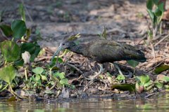 DPPhotography - Pantanal - Green ibis - E