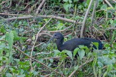 DPPhotography - Pantanal - Green ibis - G