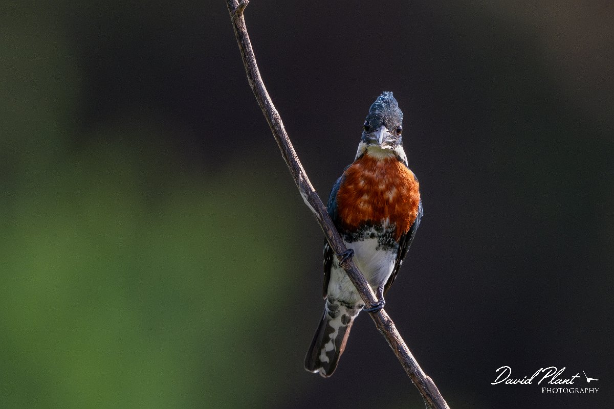 DPPhotography - Pantanal - Green kingfisher - A.jpg - Green kingfisher - Corixa Três Irmãos, Pantanal, Brazil