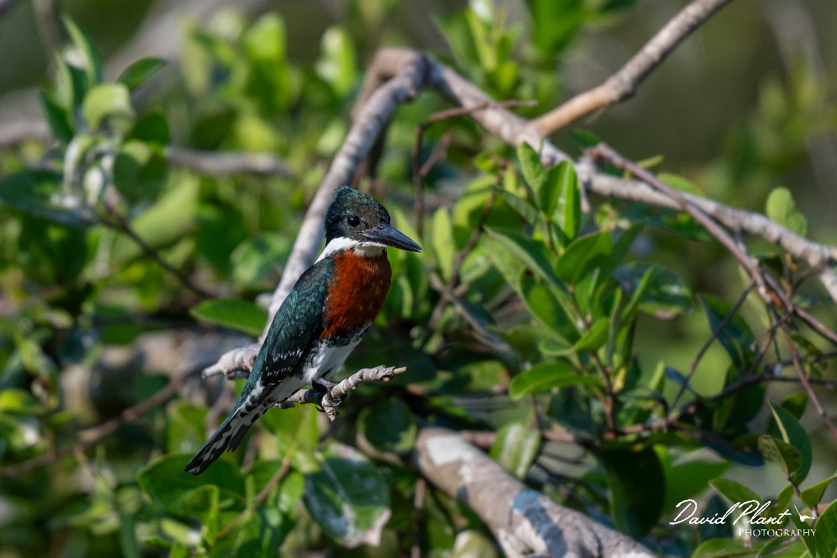 DPPhotography - Pantanal - Green kingfisher - B.jpg - Green kingfisher - Corixa Três Irmãos, Pantanal, Brazil