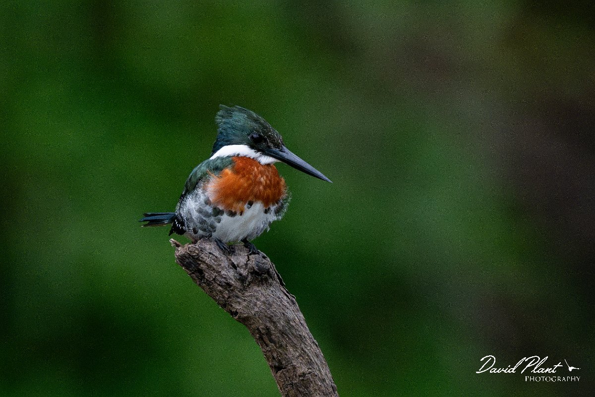 DPPhotography - Pantanal - Green kingfisher - D.jpg - Green kingfisher - Rio Sararé, Pantanal, Brazil