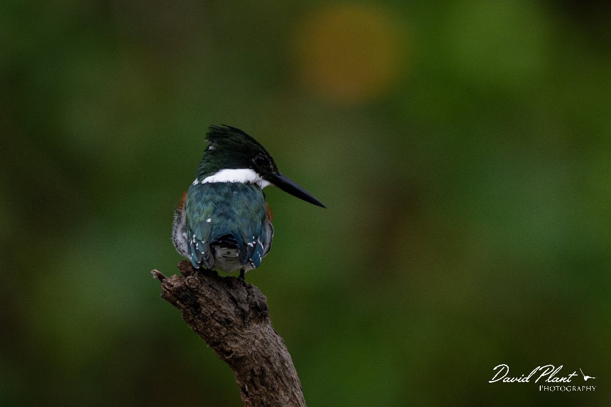 DPPhotography - Pantanal - Green kingfisher - E.jpg - Green kingfisher - Rio Sararé, Pantanal, Brazil