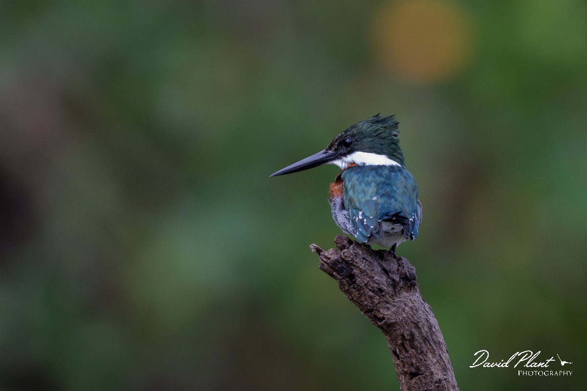 DPPhotography - Pantanal - Green kingfisher - F.jpg - Green kingfisher - Rio Sararé, Pantanal, Brazil