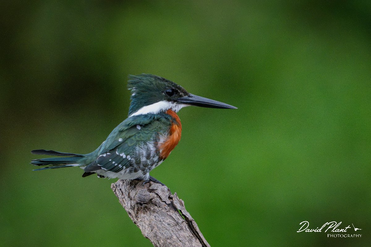 DPPhotography - Pantanal - Green kingfisher - G.jpg - Green kingfisher - Rio Sararé, Pantanal, Brazil