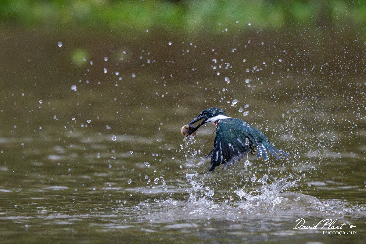 DPPhotography - Pantanal - Green kingfisher - H.jpg - Green kingfisher - Rio Sararé, Pantanal, Brazil