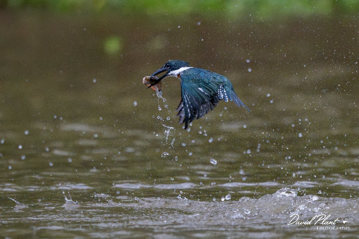 DPPhotography - Pantanal - Green kingfisher - I.jpg - Green kingfisher - Rio Sararé, Pantanal, Brazil