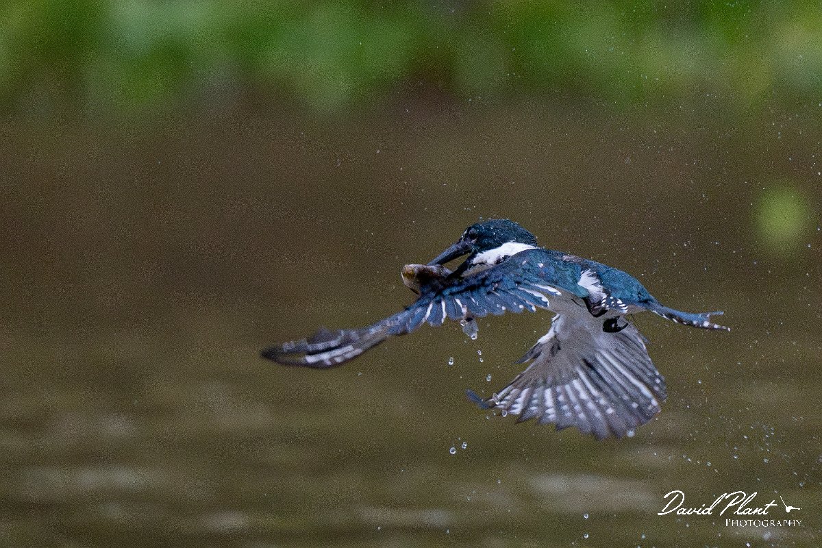 DPPhotography - Pantanal - Green kingfisher - J.jpg - Green kingfisher - Rio Sararé, Pantanal, Brazil