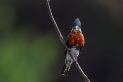 DPPhotography - Pantanal - Green kingfisher - A