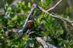 DPPhotography - Pantanal - Green kingfisher - B