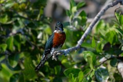 DPPhotography - Pantanal - Green kingfisher - C