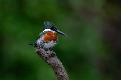 DPPhotography - Pantanal - Green kingfisher - D