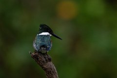 DPPhotography - Pantanal - Green kingfisher - E