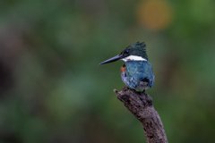 DPPhotography - Pantanal - Green kingfisher - F
