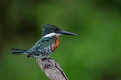 DPPhotography - Pantanal - Green kingfisher - G