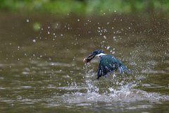 DPPhotography - Pantanal - Green kingfisher - H