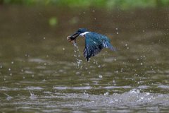 DPPhotography - Pantanal - Green kingfisher - I