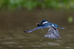 DPPhotography - Pantanal - Green kingfisher - J