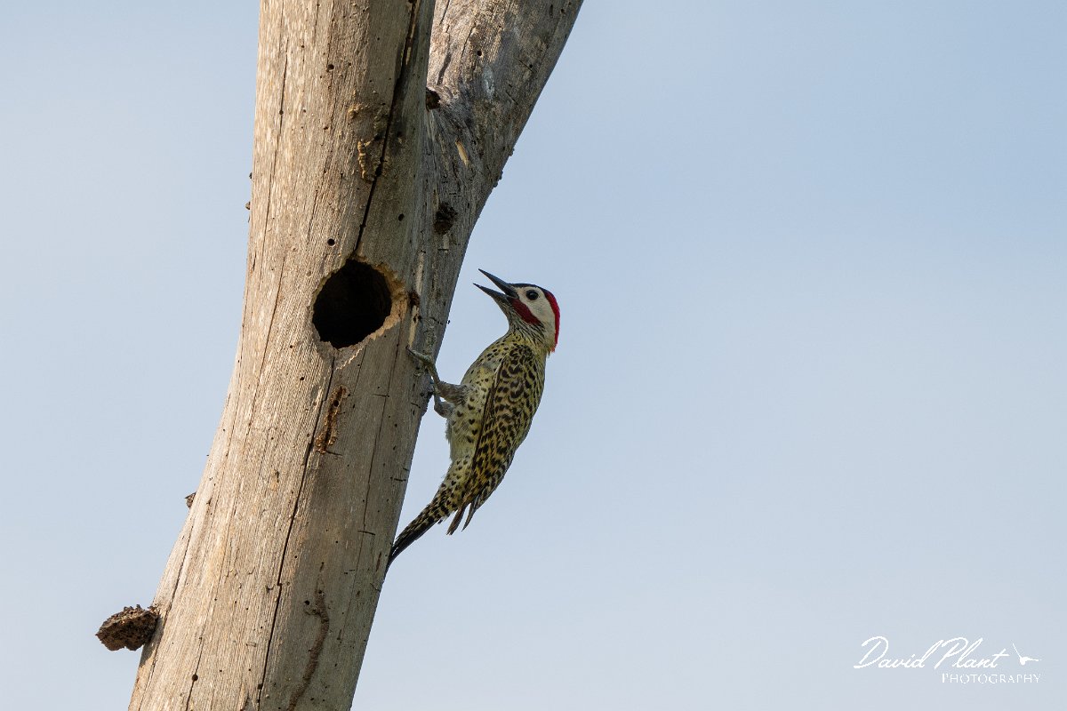 DPPhotography - Pantanal - Green-barred woodpecker - A.jpg - Green-barred woodpecker -  Pantanal, Brazil