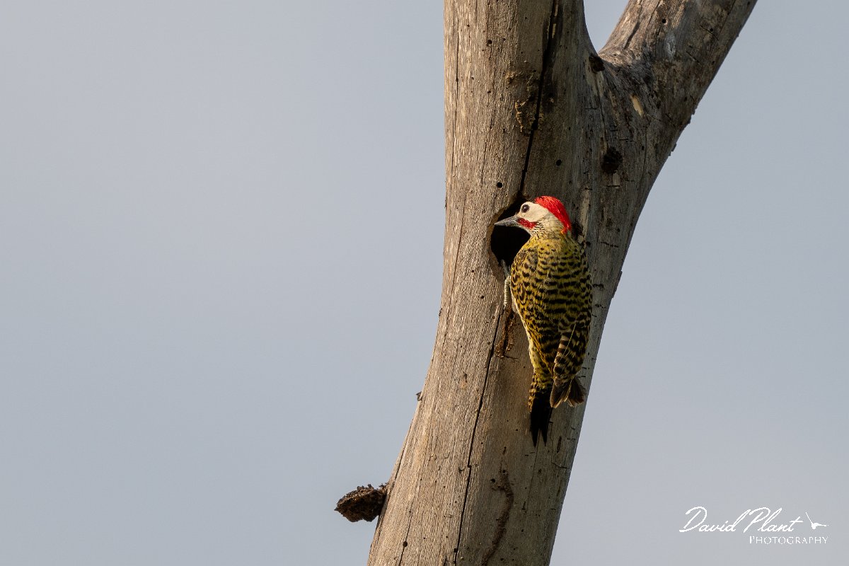DPPhotography - Pantanal - Green-barred woodpecker - B.jpg - Green-barred woodpecker -  Pantanal, Brazil