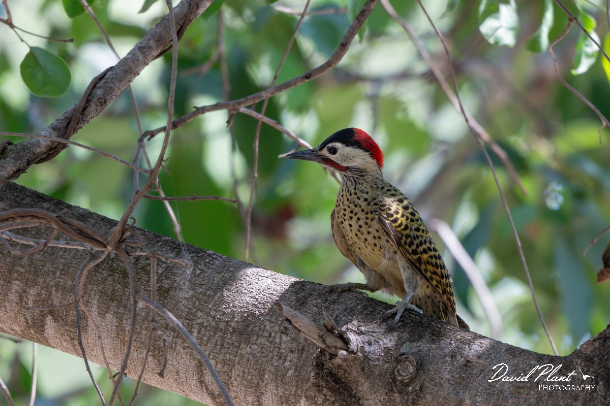 DPPhotography - Pantanal - Green-barred woodpecker - C.jpg - Green-barred woodpecker -  Parque Mãe Bonifácia, Cuiaba, Brazil