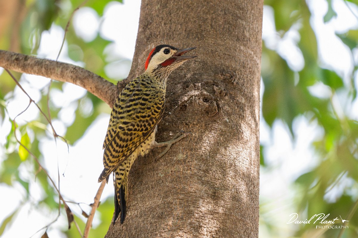 DPPhotography - Pantanal - Green-barred woodpecker - D.jpg - Green-barred woodpecker -  Parque Mãe Bonifácia, Cuiaba, Brazil