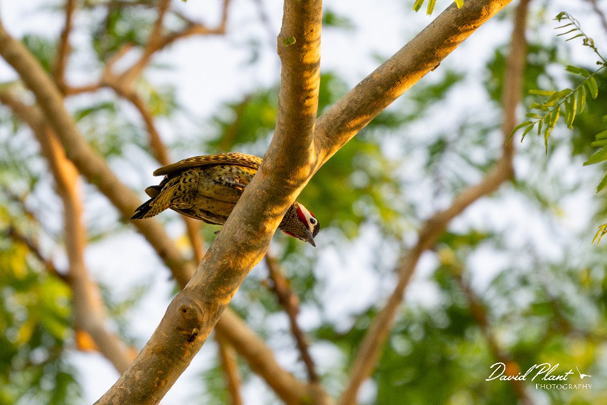DPPhotography - Pantanal - Green-barred woodpecker - G.jpg - Green-barred woodpecker -  Pantanal, Brazil
