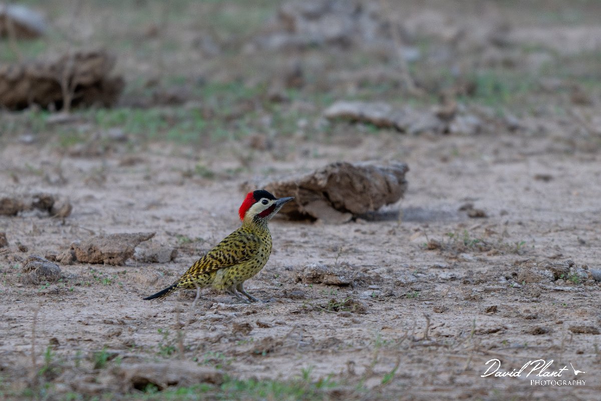 DPPhotography - Pantanal - Green-barred woodpecker - H.jpg - Green-barred woodpecker -  Pantanal, Brazil