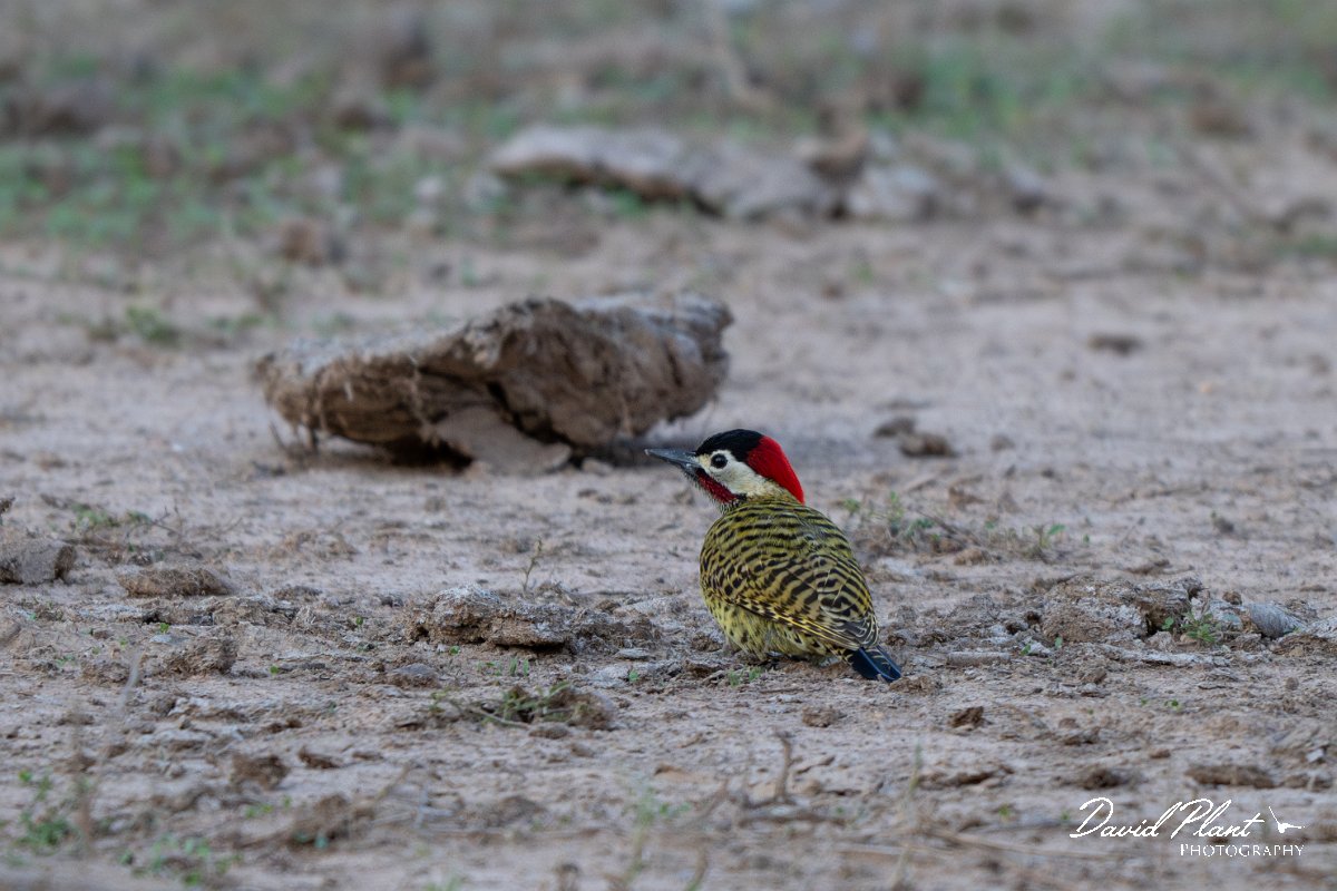 DPPhotography - Pantanal - Green-barred woodpecker - I.jpg - Green-barred woodpecker -  Pantanal, Brazil