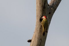 DPPhotography - Pantanal - Green-barred woodpecker - B